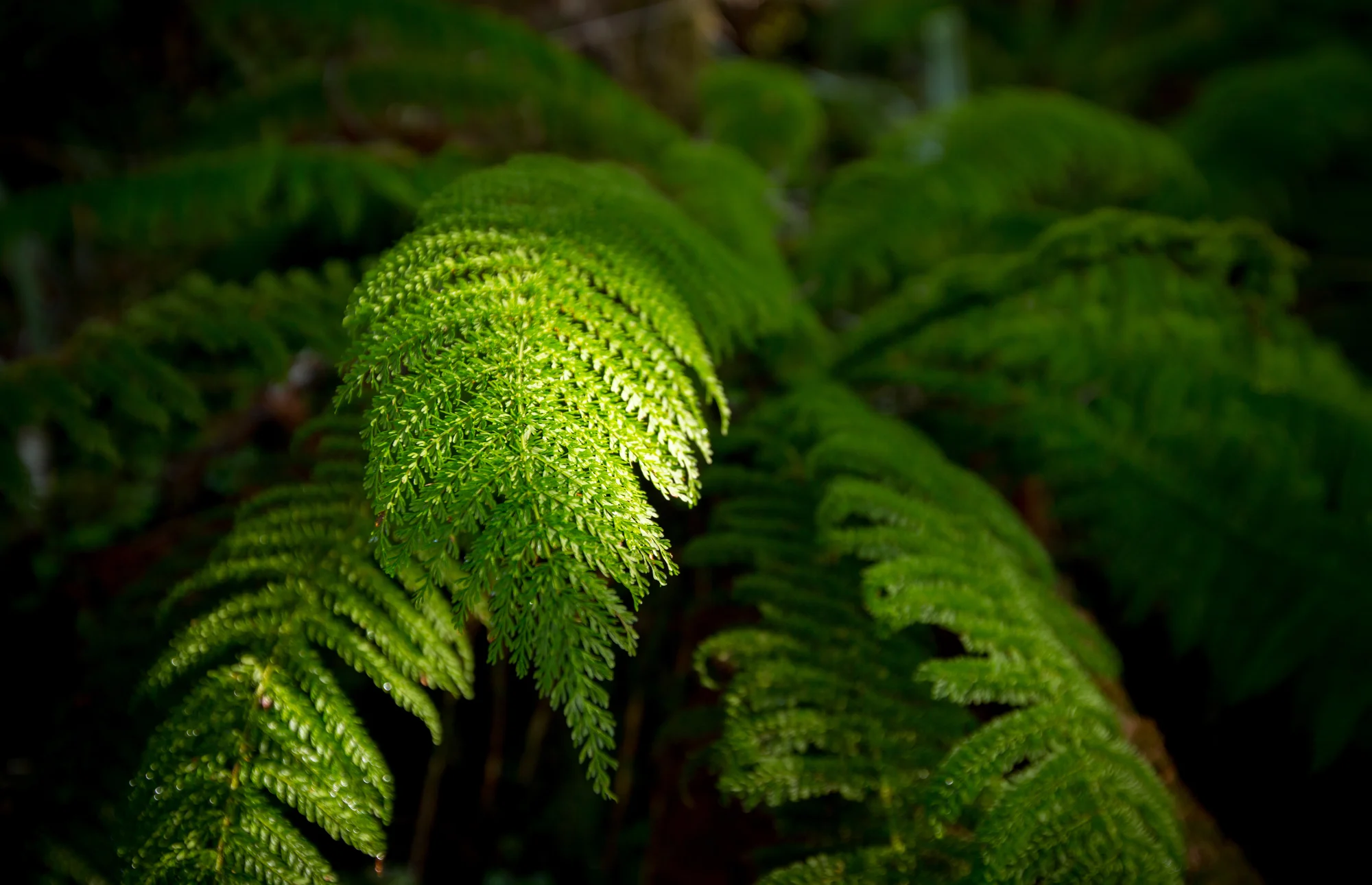 _MG_0748.jpg