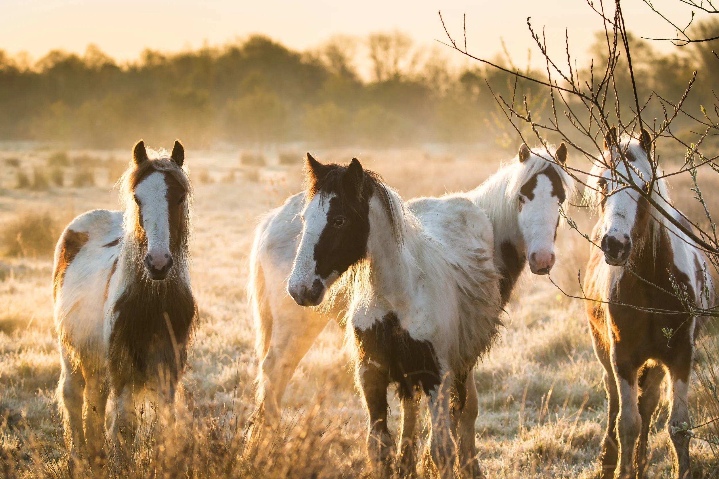 horses at sunrise-9.jpg