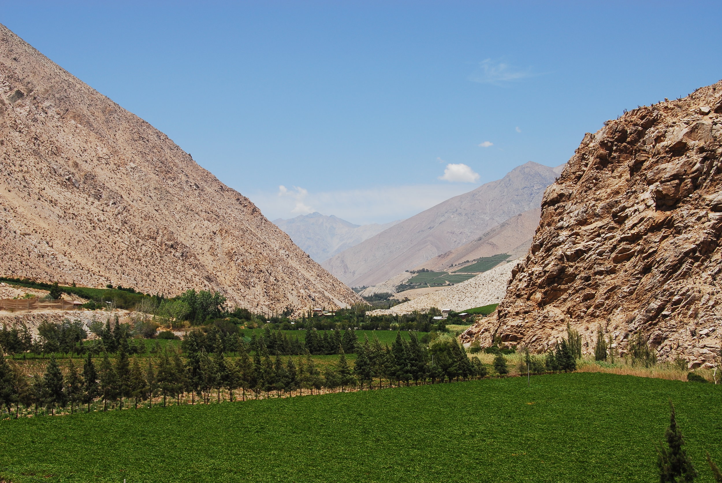 Chilean pisco, Italian palios and all the rum funk!