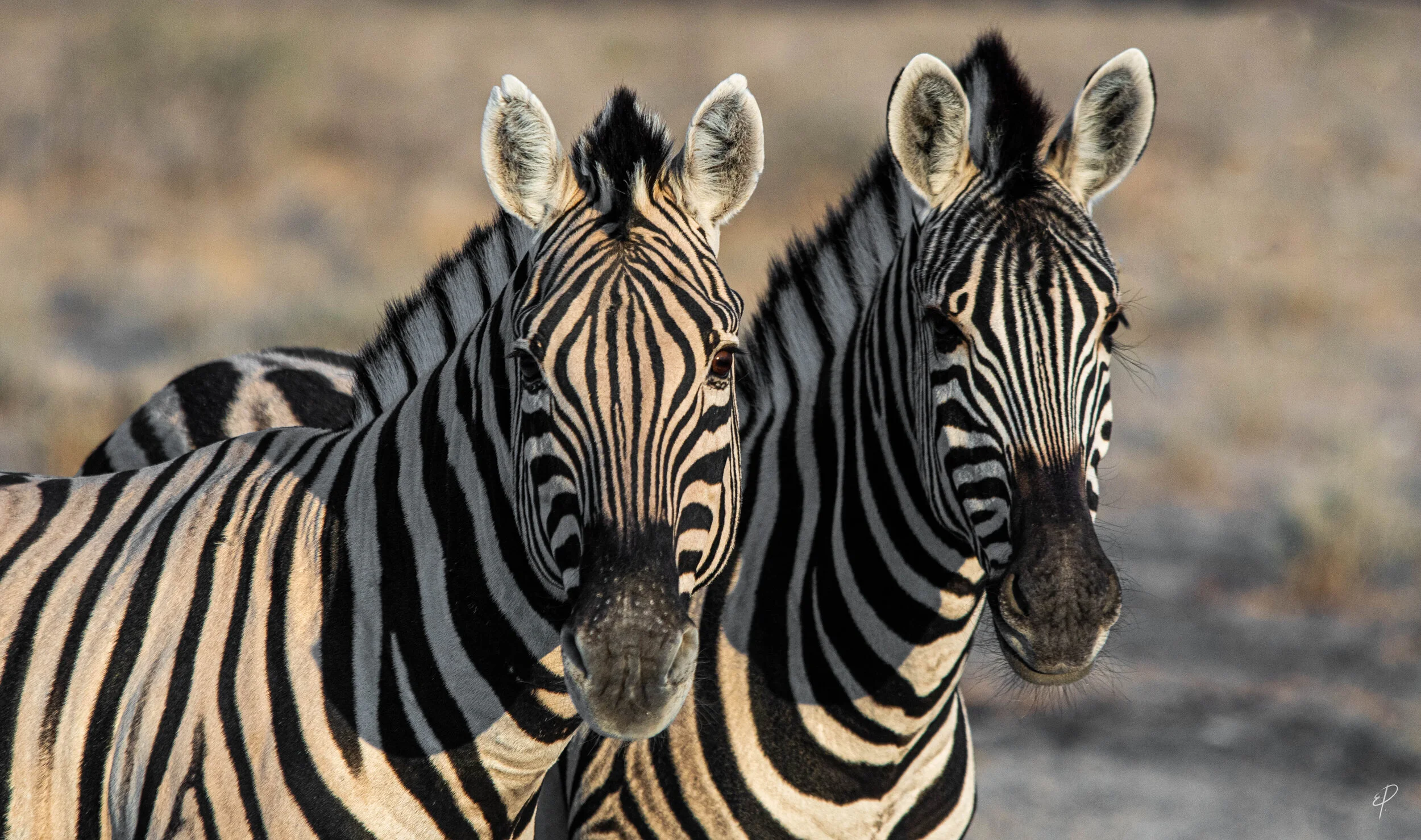 0070-Namibie-02 juin 2019- 0070.jpg