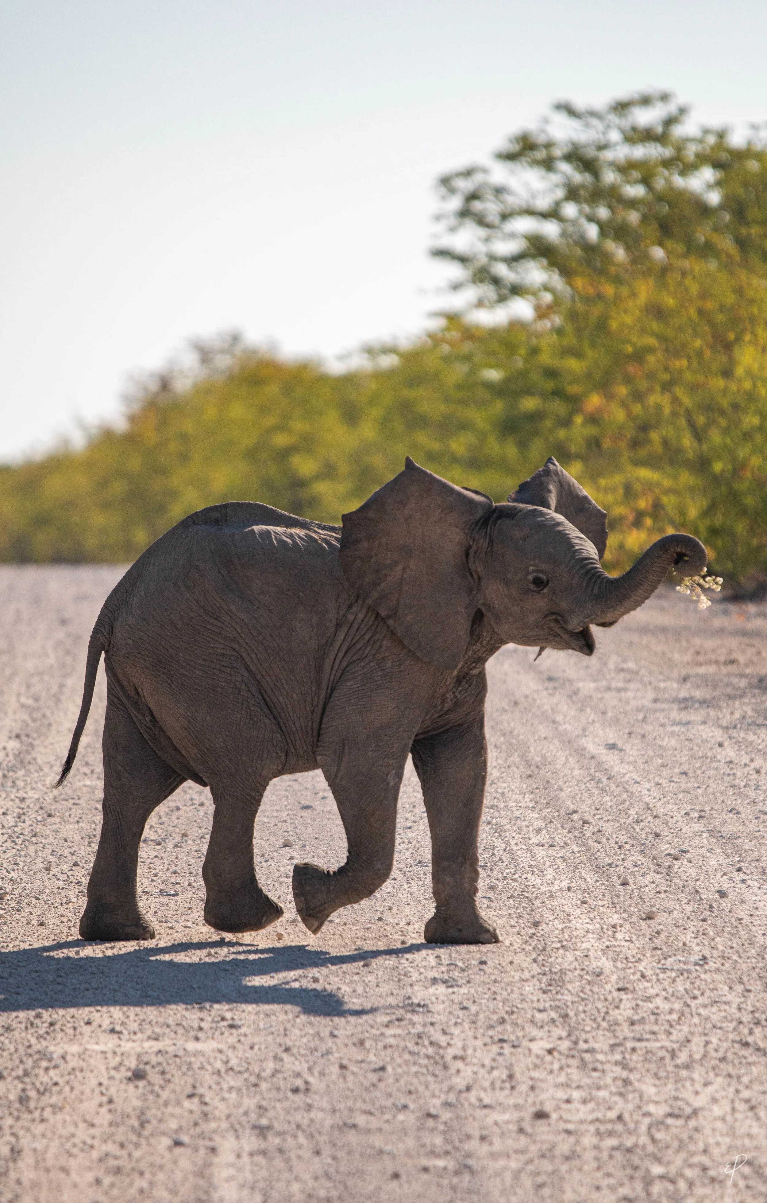 0083-Namibie-02 juin 2019- 0083.jpg