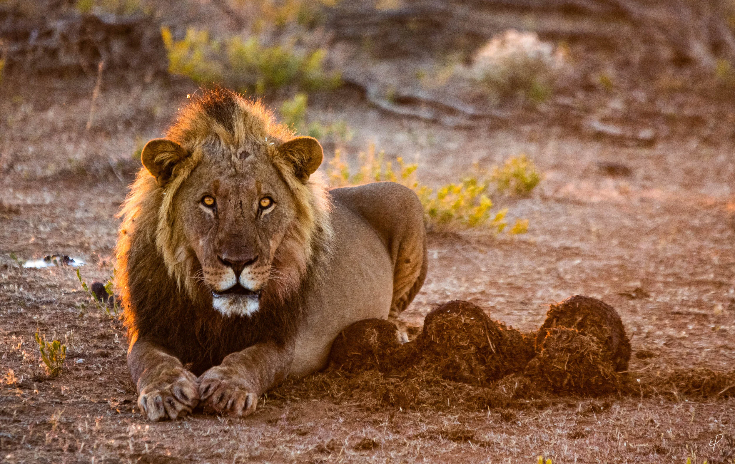 0127-Namibie-04 juin 2019- 0127.jpg