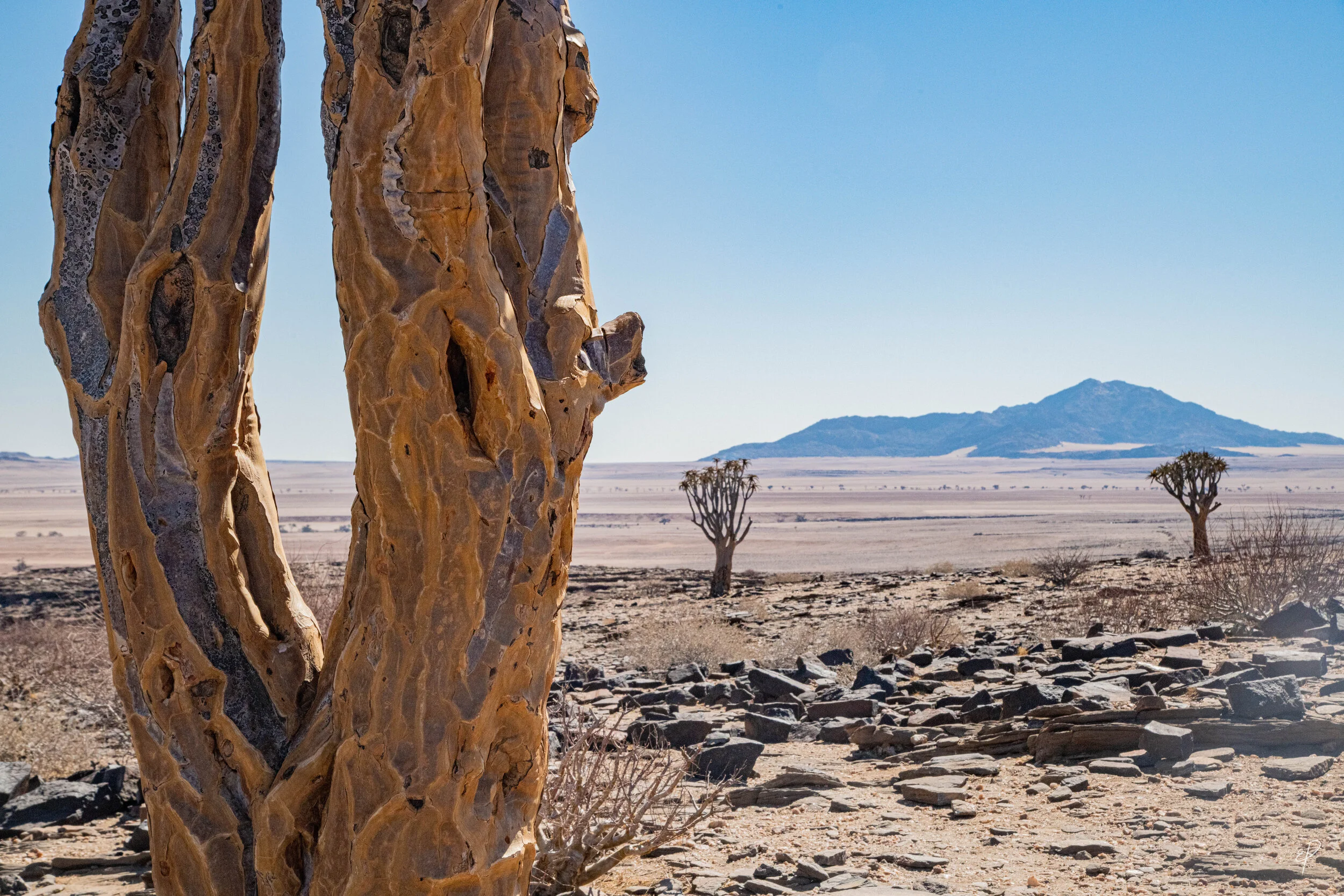 0189-Namibie-07 juin 2019- 0189.jpg