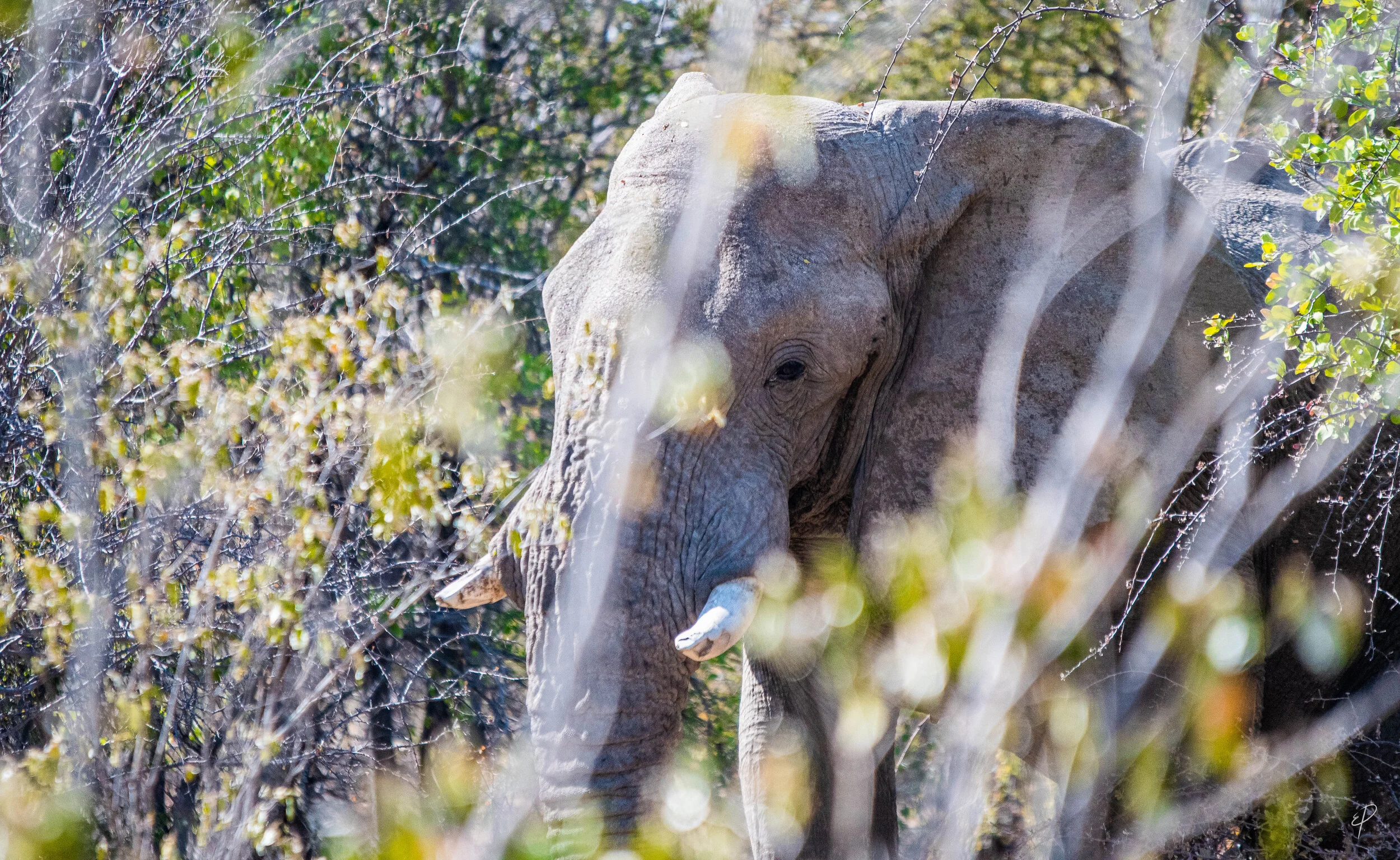 0062-Namibie-01 juin 2019- 0062.jpg