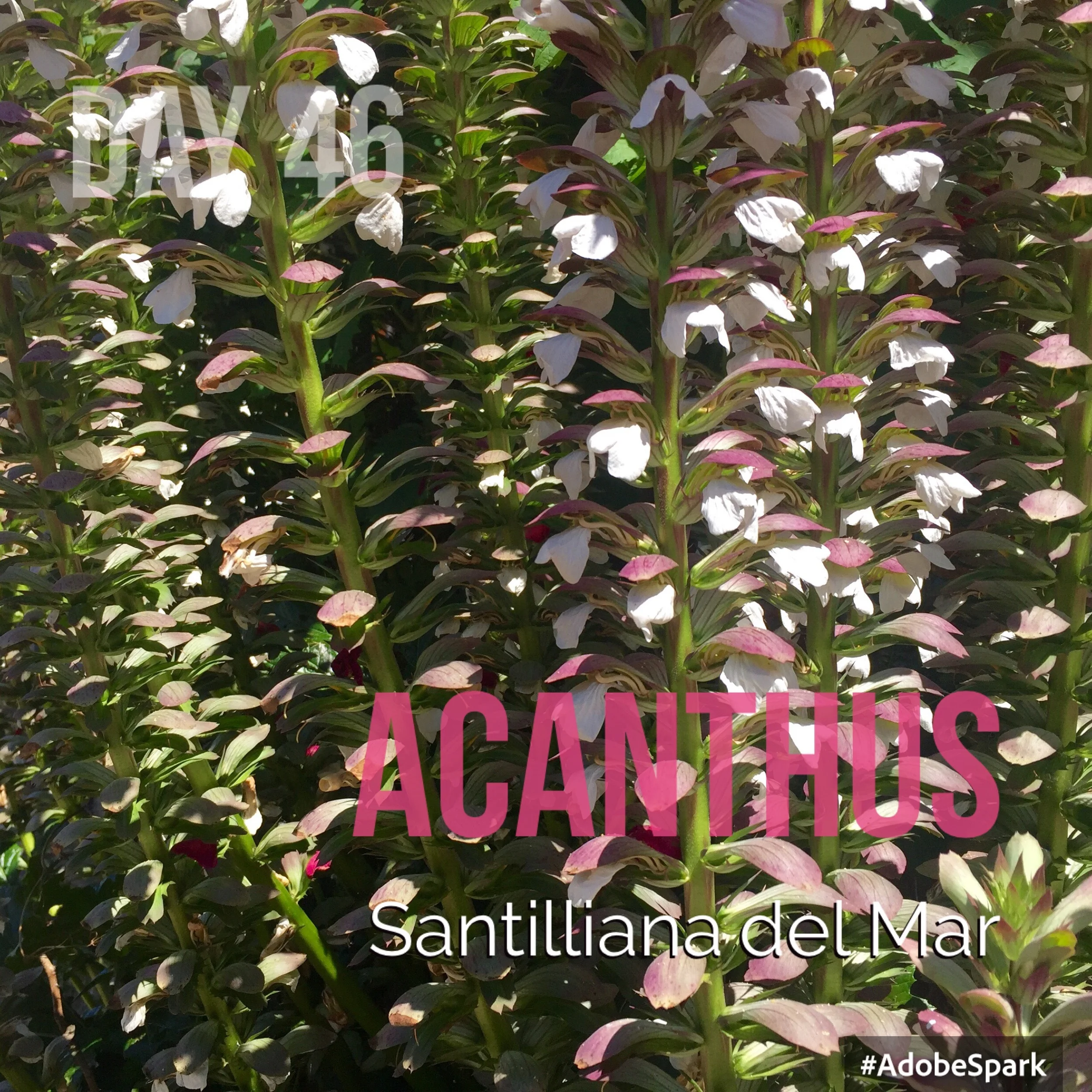 A lovely clump of acanthus en route