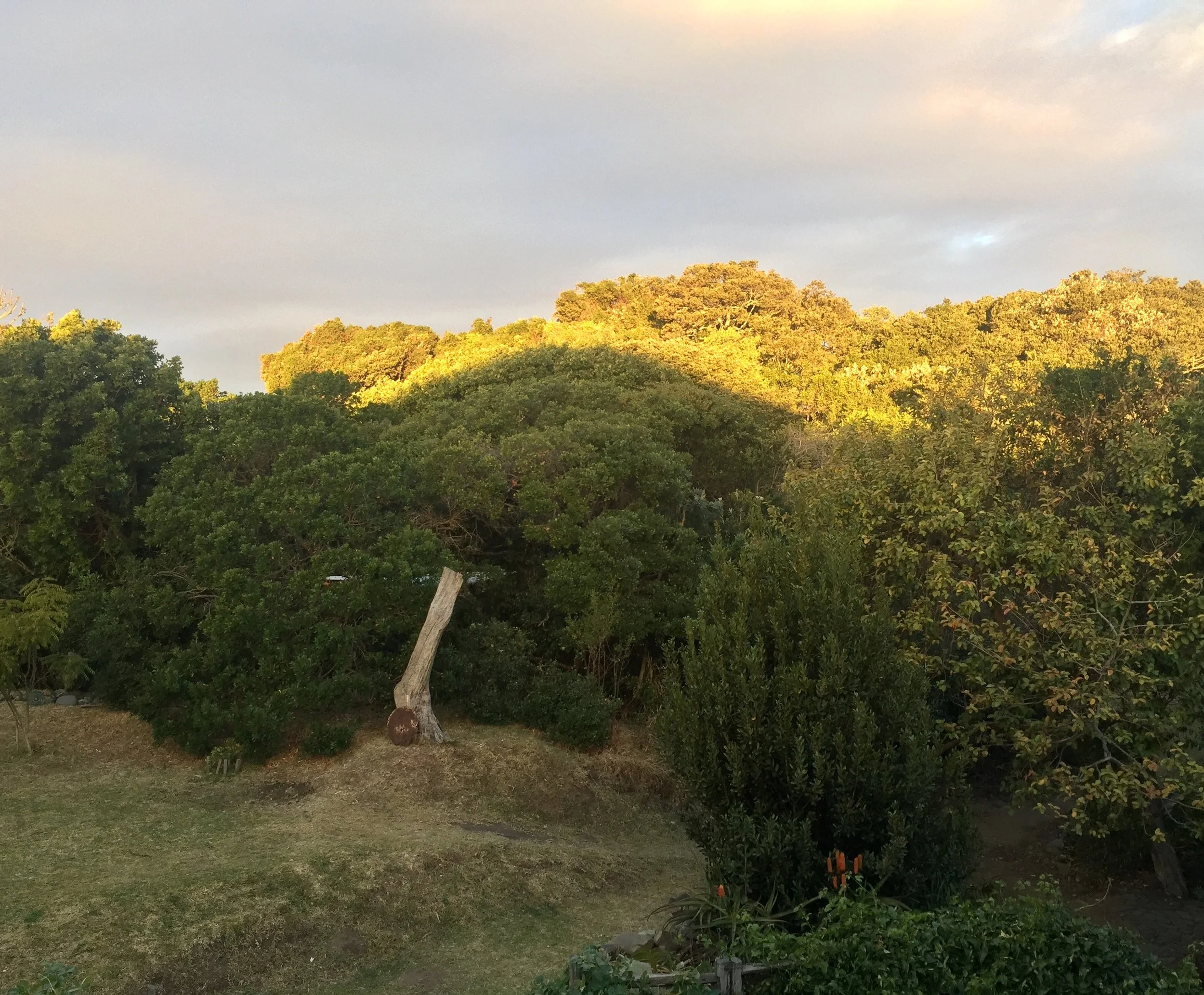 The garden after rain. An old tree stump may form a future sculpture....