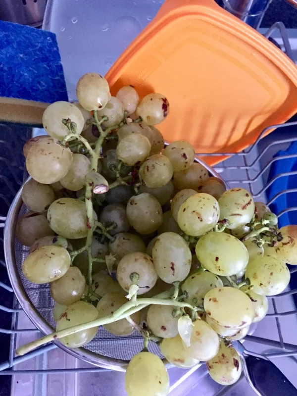 The grapes here are delicious; I bought this homegrown bunch from an old lady sitting on the pavement surrounded by a few plastic crates of tomatoes and green beans.