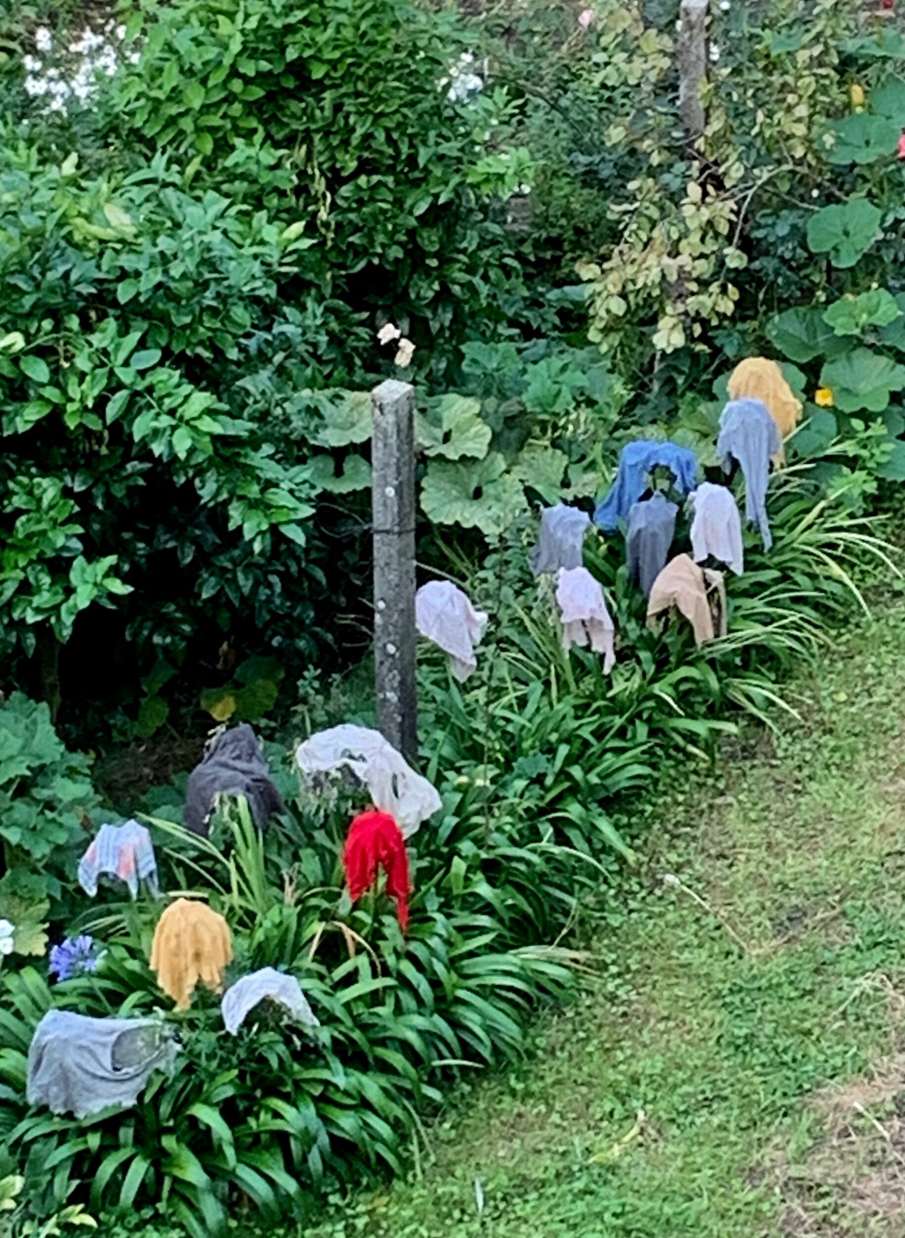 View from my window this morning. The Sisters have hung washing to dry on the agapanthus plants in the garden.