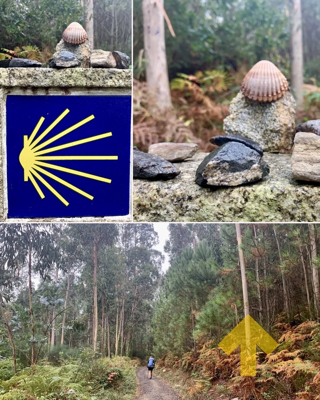 Much of the indigenous oak woodland has been replaced by eucalyptus which is a fast growing cash crop. Pilgrims often leave pebbles on top of way-markers.