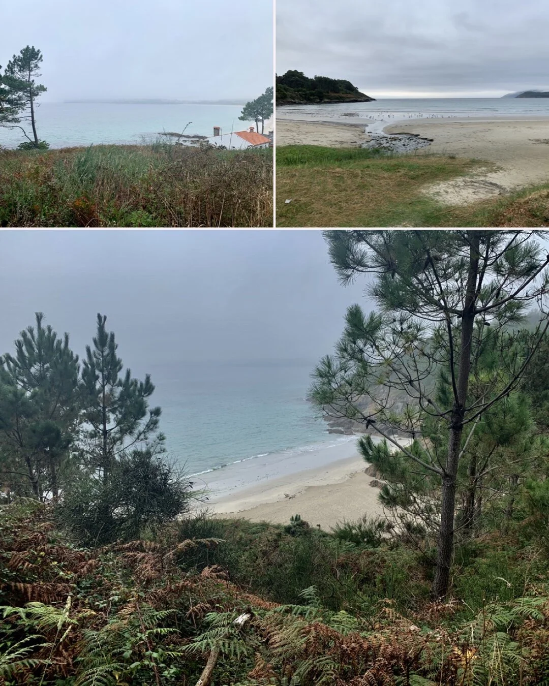 Suddenly I’m walking by the sea beside pine trees.