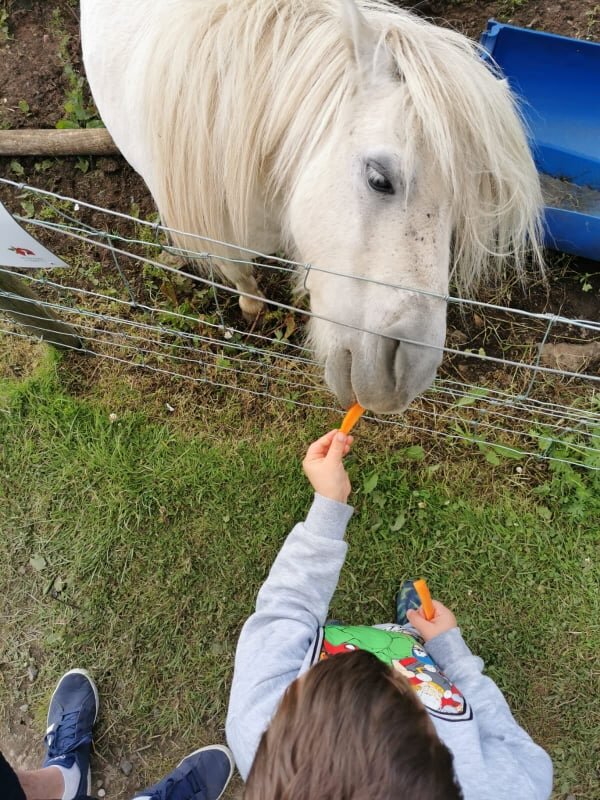 Feeding the ponies at Rosepark Farm Day Out Fun