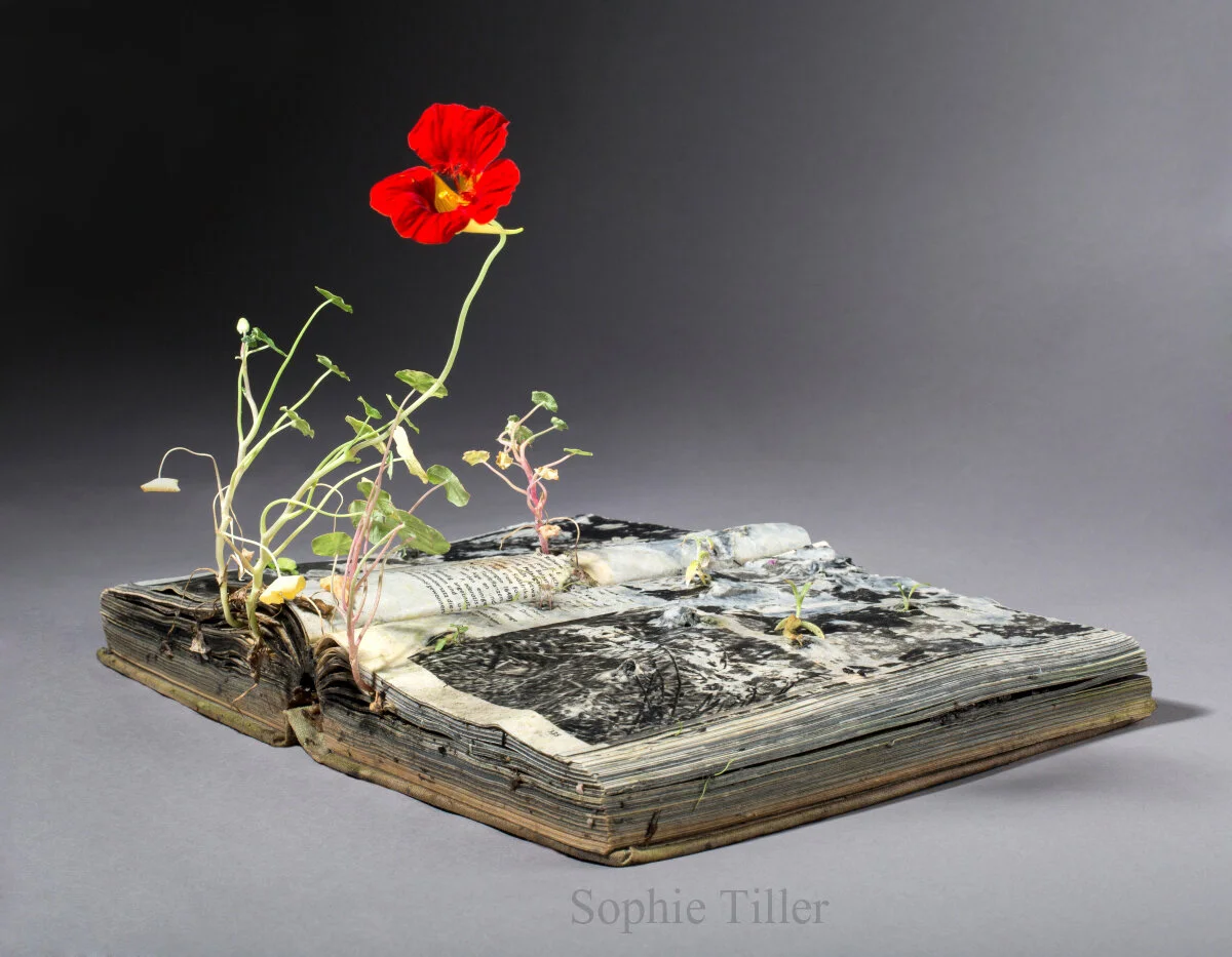 ©Sophie Tiller_Der Parasit_ 2016_Internet.jpg