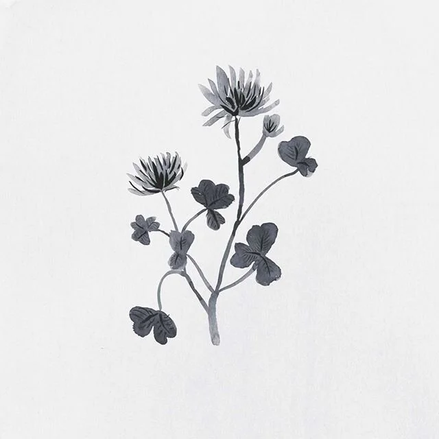 A simple brush &amp; ink drawing #botanicalillustration #clover #ink #drawing #illustration #blackandwhite
