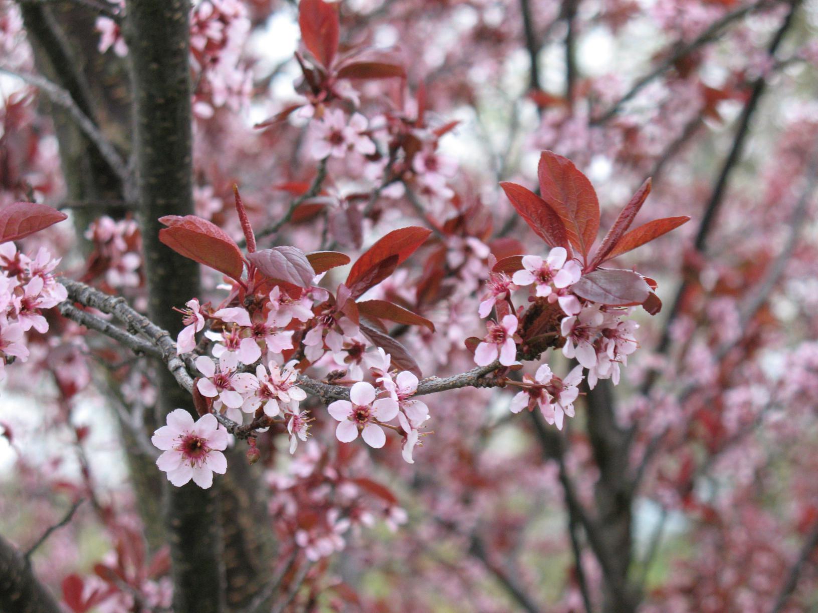 Cherry-Blossoms.jpg