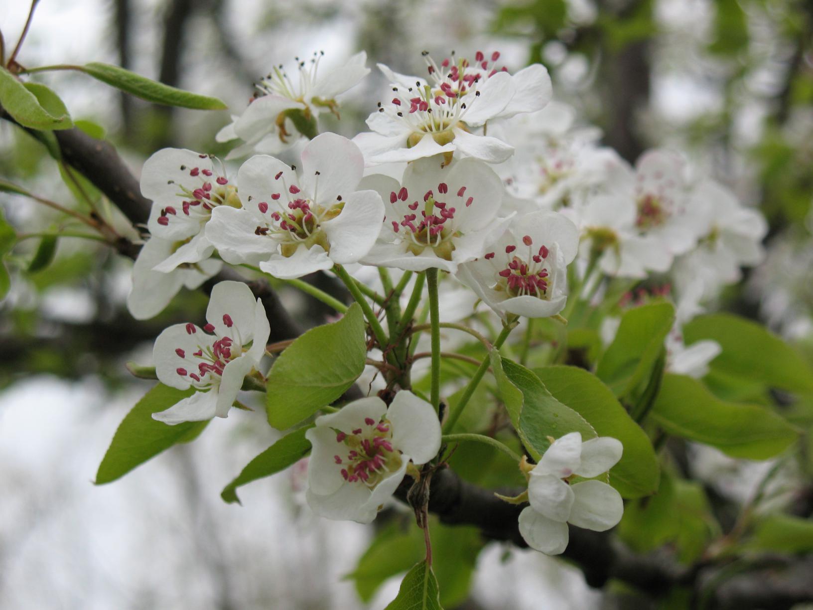 Pear-Blossoms.jpg