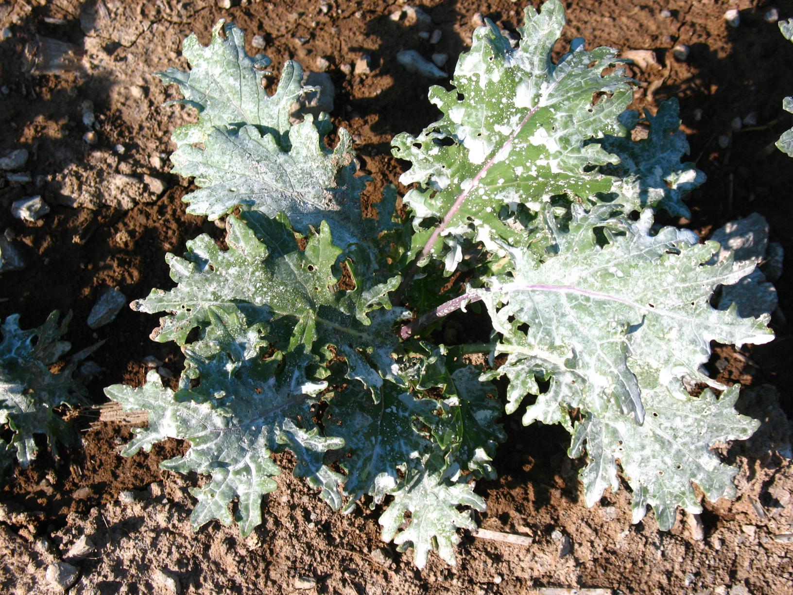 Kaolin-clay-after-on-kale_1632x1224.jpg