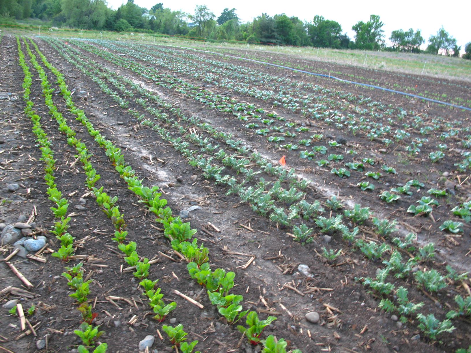 Pre-rain-baby-crops_1632x1224.jpg