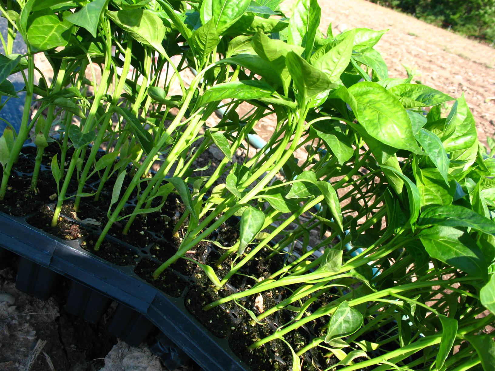 Pre-planting-peppers_1632x1224.jpg