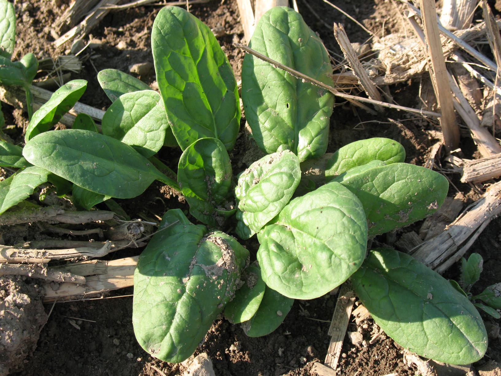 Spinach-almost-ready_1632x1224.jpg