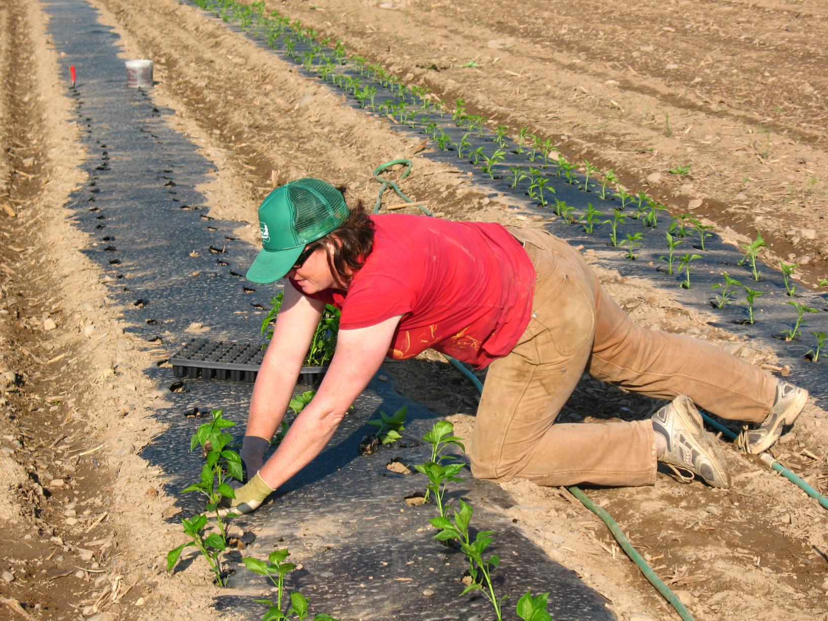 Transplanting-peppers_1632x1224.jpg