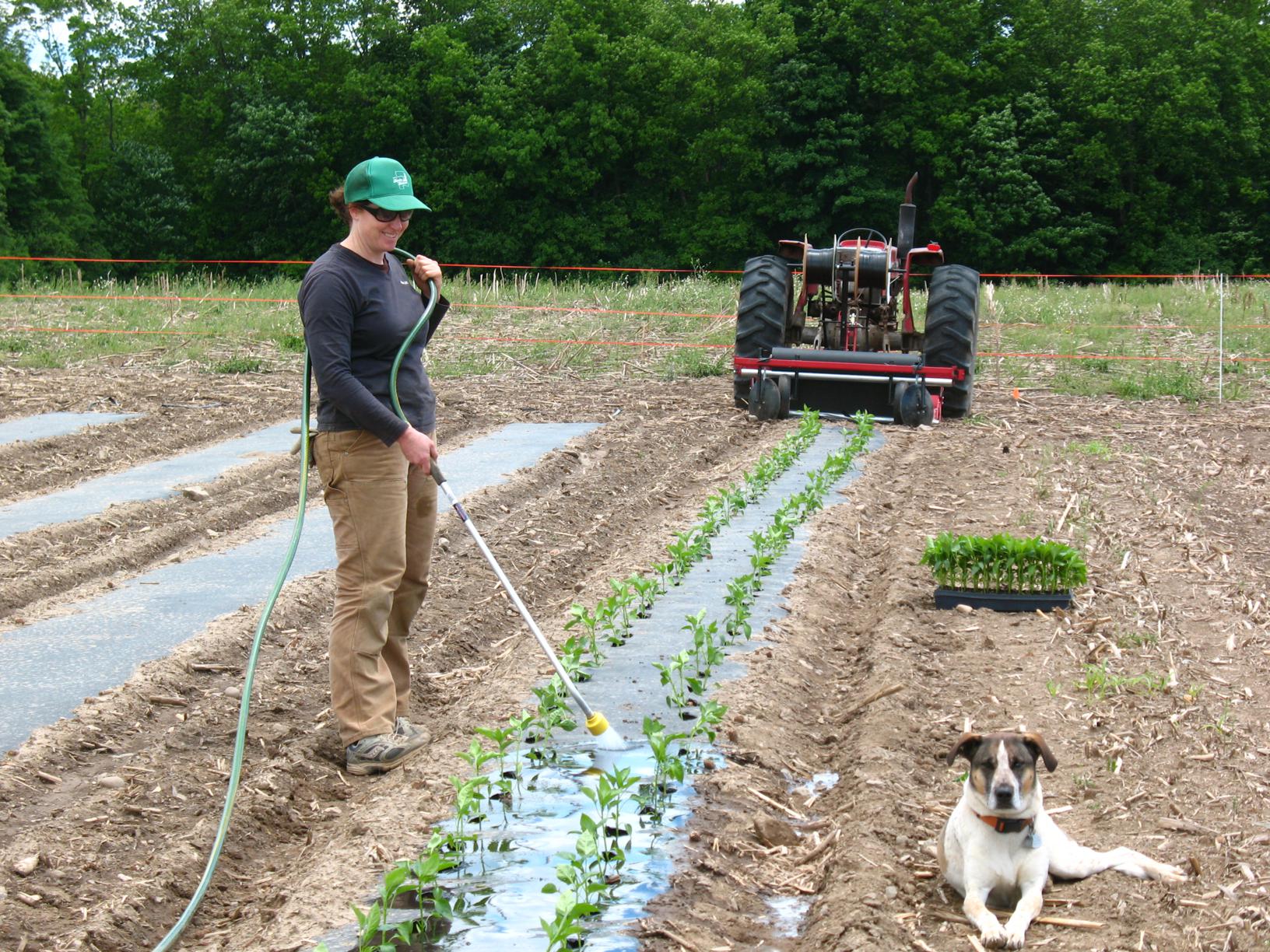 Watering-in-pepper-transplants_1632x1224.jpg