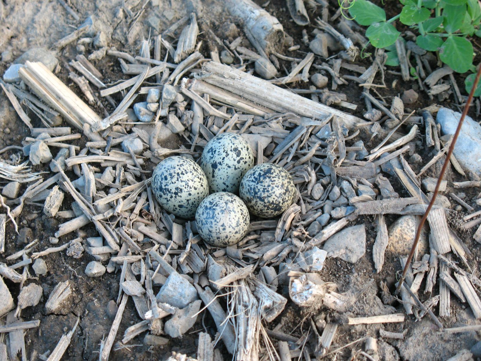 Killdeer-eggs_1632x1224.jpg