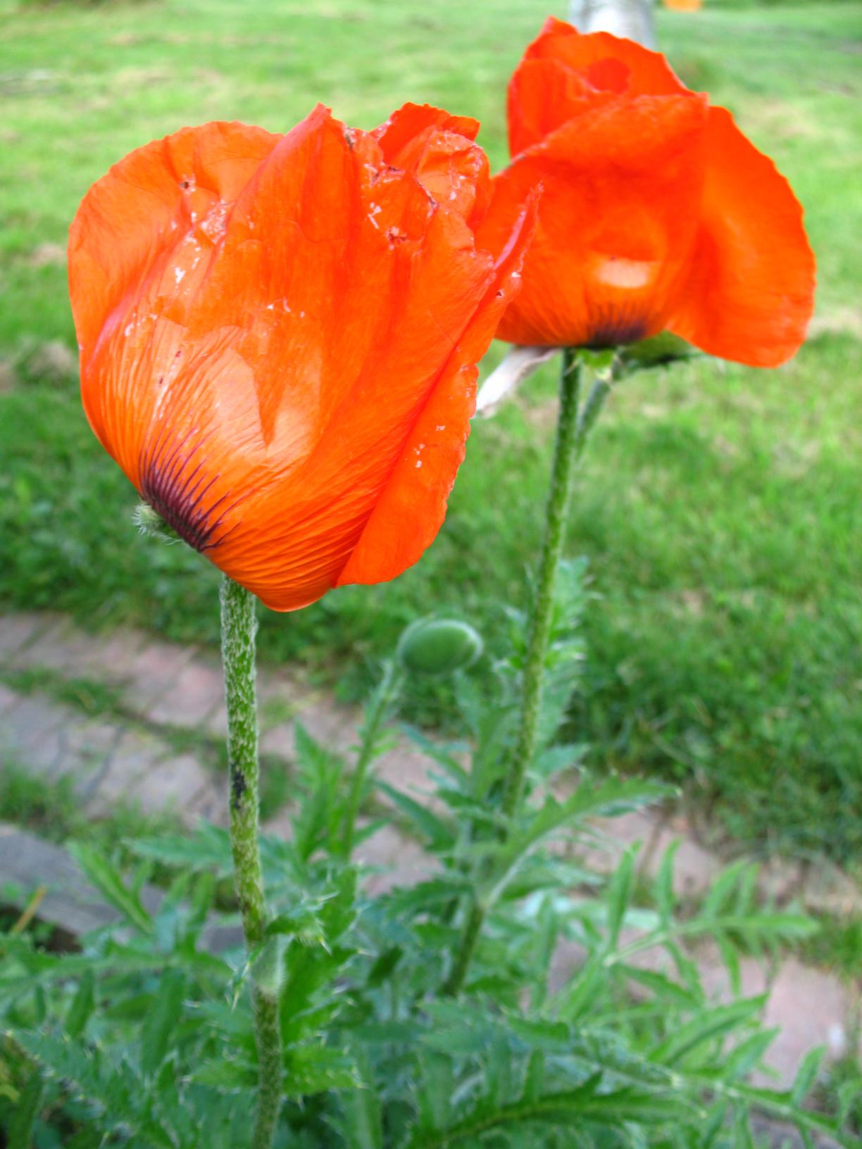 Poppies_1224x1632.jpg