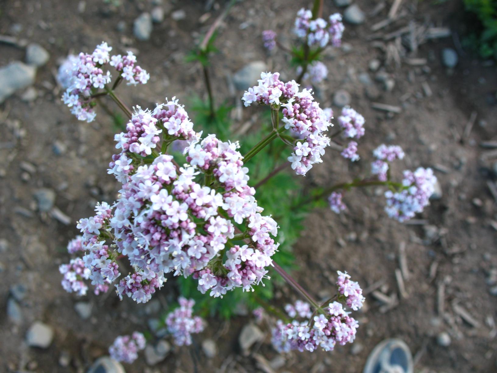 Valerian-flowers_1632x1224.jpg