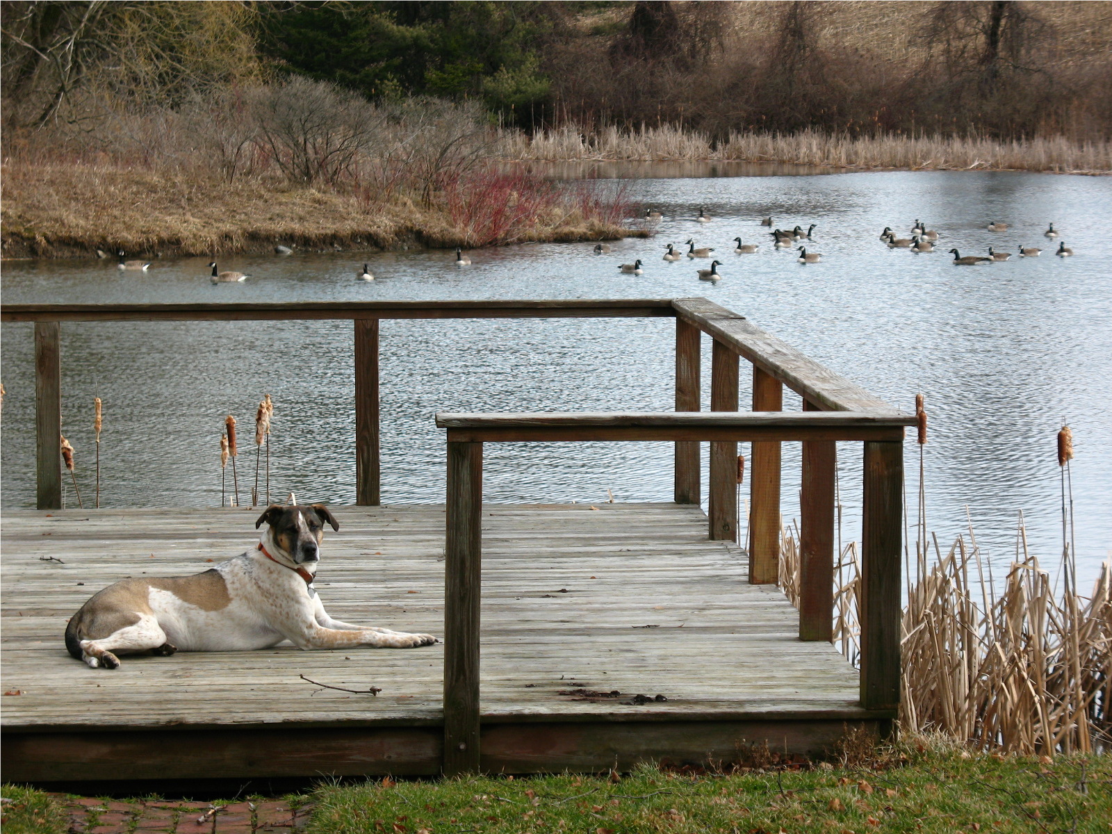 Arlo-Geese.jpg