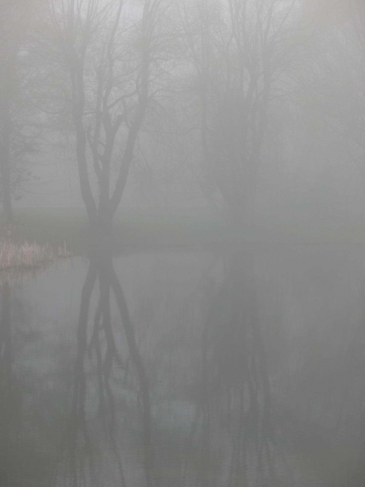 Willows-in-the-mist.jpg