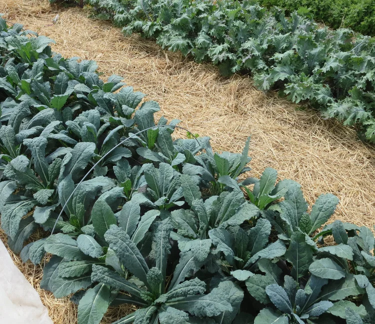 Kale: Love it or Loathe it?