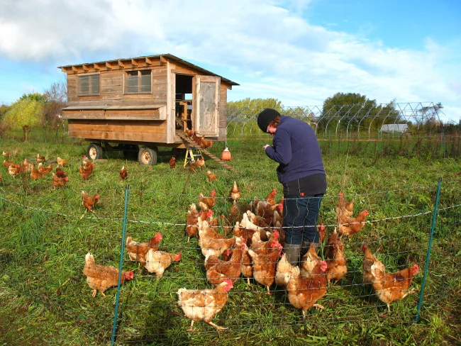 Lights, Camera, Action! Spotlight on the Chicken Ladies…