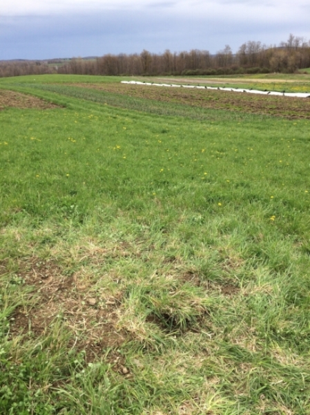 Arlo as permanent guardian watching over the U-Pick fields