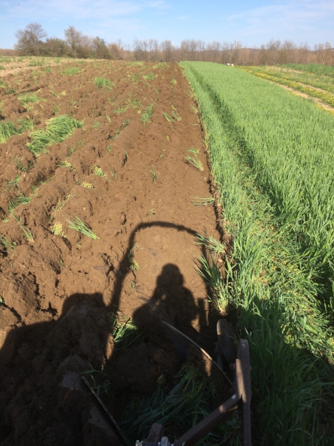 Farmer self portrait, plowing under the winter cover crops that protected the soil from erosion.