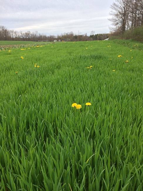 Winter wheat and dandelions--building up the soil for future crops!