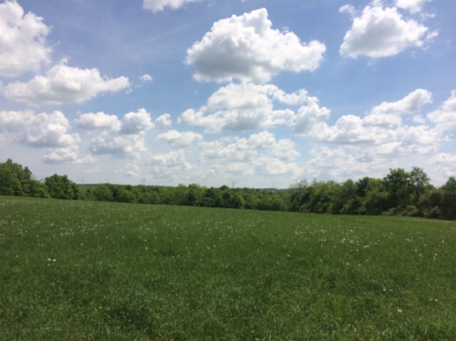 High May Day--rich pasture grasses, wind in the windmills, and glorious sunny skies!