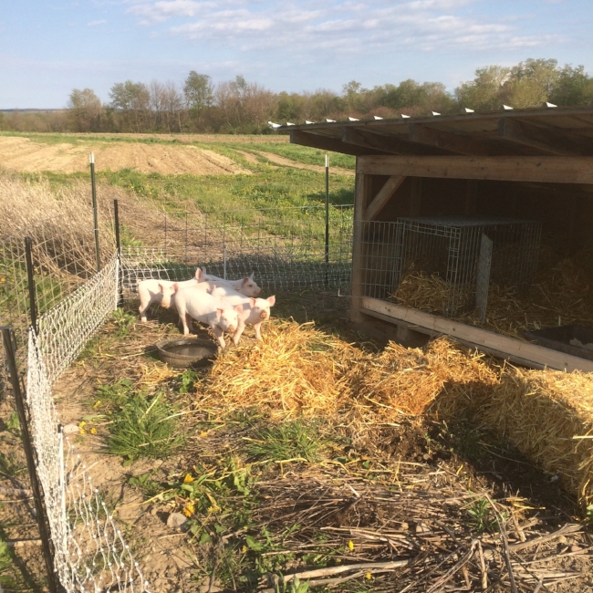 This year's piglets in their electric fence training pen, learning to stay inside!