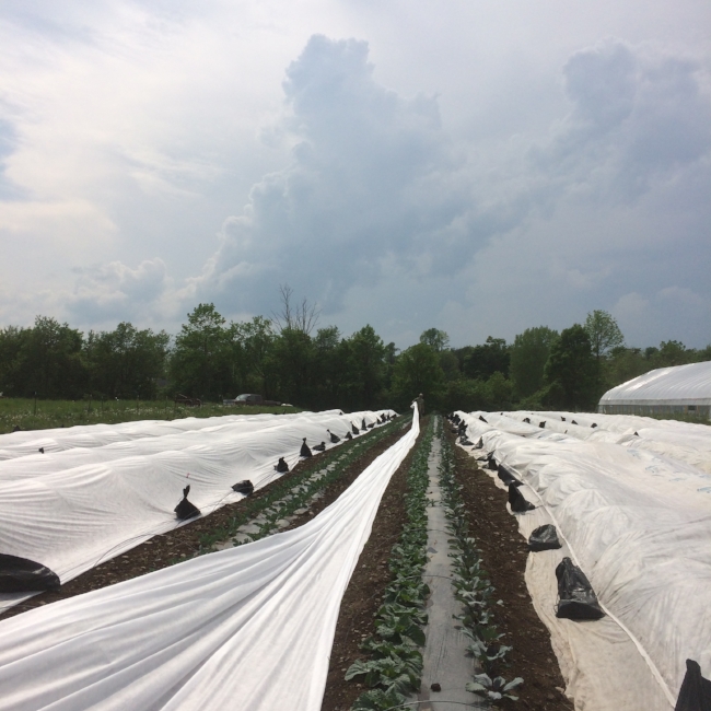 Wrestling with row covers to protect the plants from pests before the next storm rolls through...