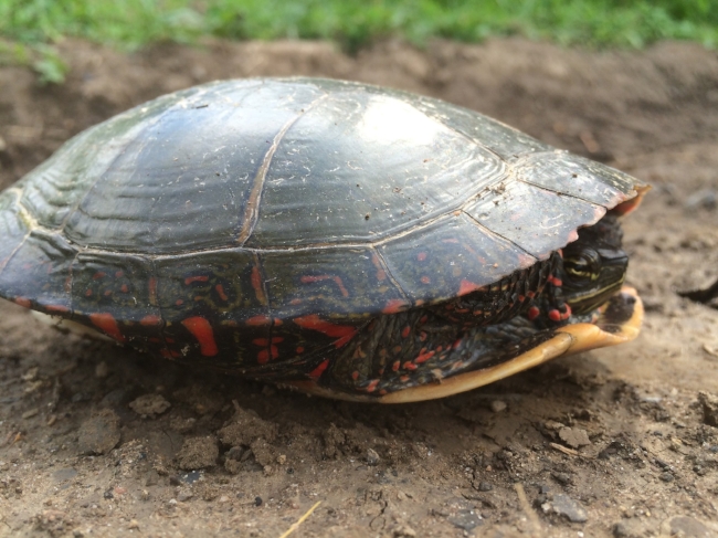 More farm friends--we love building habitat and providing spaces for all the wild things, some of which move a bit slower than others...