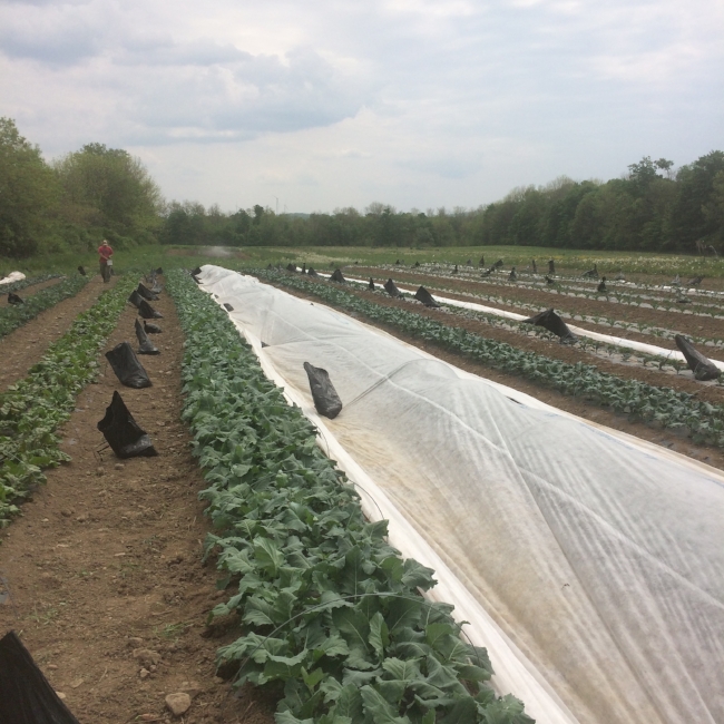 May on the farm in one image--baby plants, pest control row covers (and their hundreds of rock bag weights), weeding and more weeding, and a little bit of slug control...