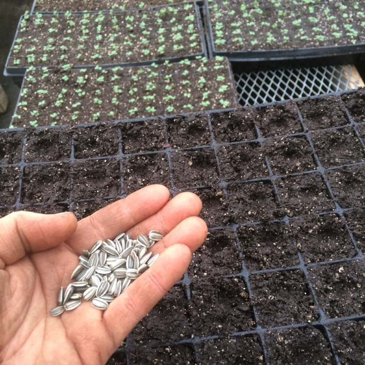 Enjoying the break from minuscule seeds with these nice, big sunflower seeds!