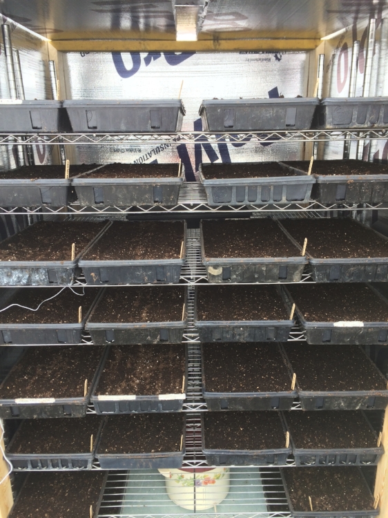 Our new germination chamber! It's heated by a crock-pot and mini-heater, runs about 83 degrees, and holds 64 flats at a time!