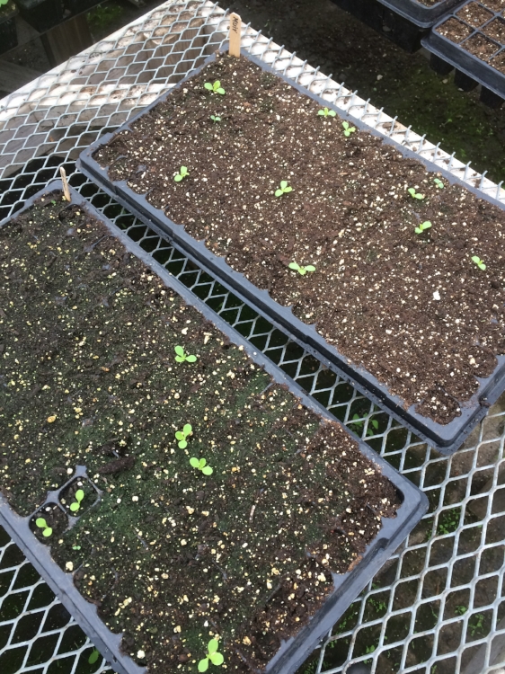 Problems! (This was actually from a lot of bad seed...)