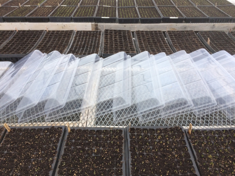 Heat and moisture trapping germination domes taken off for the day (so we don't cook the plants). Make sure you don't stack the domes in a pile in the sun or they will fuse together!