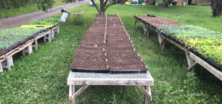 Our hardening off area, it's protected and partially shady to gradually toughen up the babies.