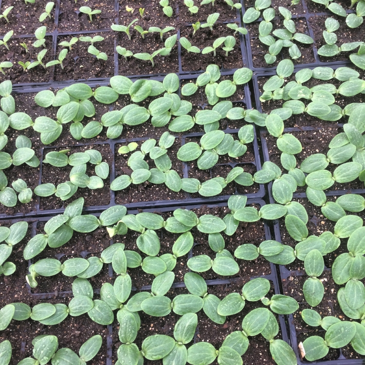 One week old squash in late May, halfway ready to transplant!