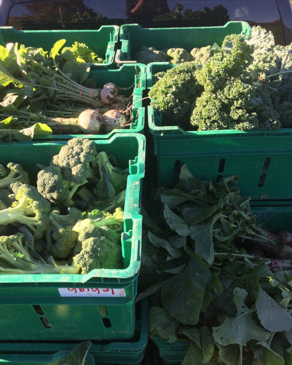 A mixed veggie harvest heading in for the farmers market.