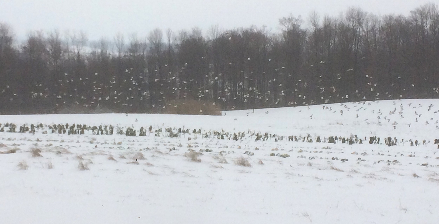 Snow buntings (our favorite winter bird and a rare sight) feeding on our winter wheat cover crop.