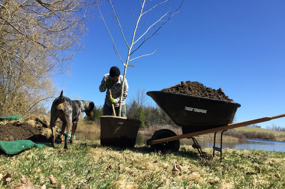 Beulah supervises our first big tree planting. (Had to teach her that it’s not a stick for chewing!)
