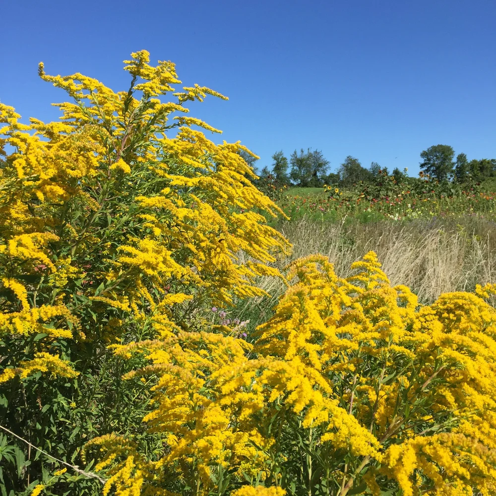 Summer of the allergies...